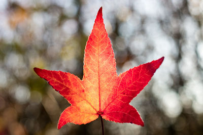 Close-up of maple leaf on tree during autumn