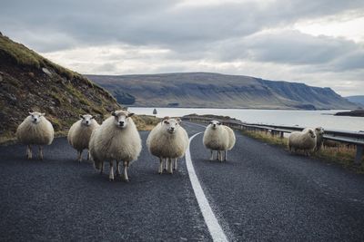 Flock of sheep standing on road against cloudy sky