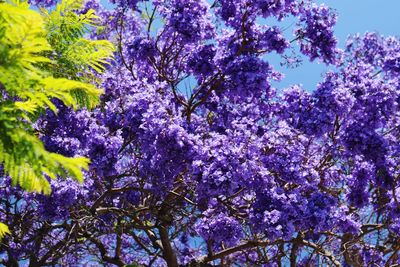 Low angle view of purple flowers blooming on tree