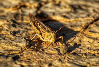 Close-up of insect on rock