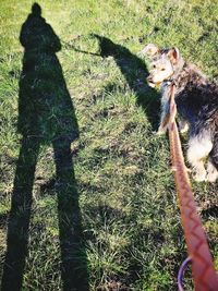 Shadow of a dog on field