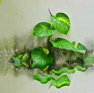 Epipremnum aureum sticks to the wall with reflect