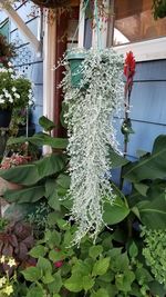 Close-up of flower plant