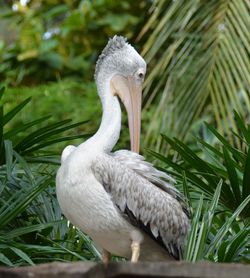 Close-up of pelican