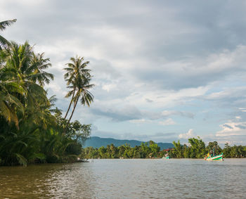 Scenic view of palm trees against sky