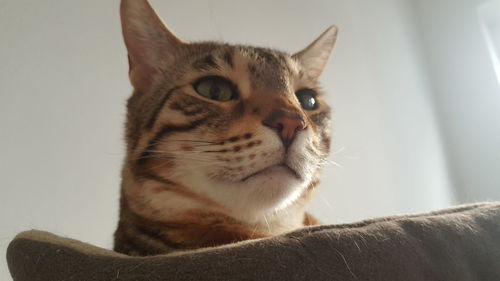 Close-up portrait of cat sitting