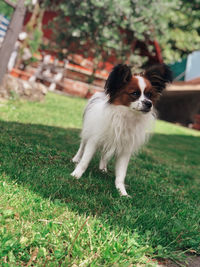 Dog running on grass