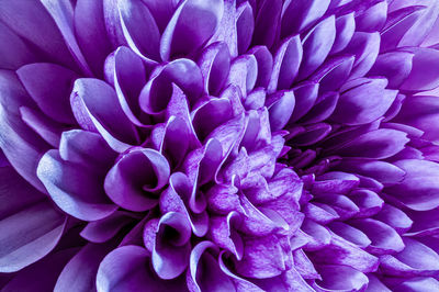 Close-up of purple dahlia