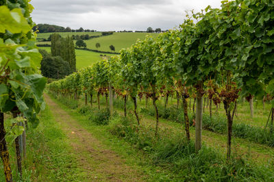 Scenic view of vineyard