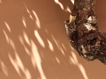 Close-up of tree trunk in sand