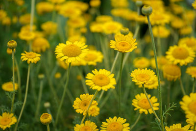 Close-up of yellow flowering plants on field