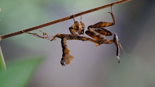 Close-up of ghost mantis