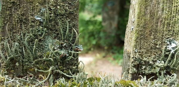 Close-up of tree trunk in forest