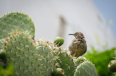 Close-up of bird perching on cactus