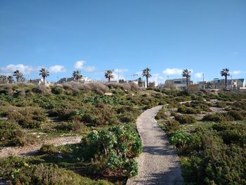 Footpath amidst plants against sky