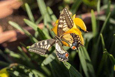 A beautiful swallowtail butterfly on narcissus flowers