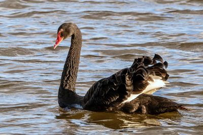 Swan swimming in lake