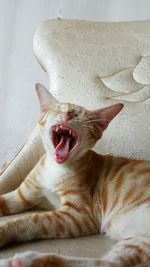 Close-up of cat yawning while sitting at sofa