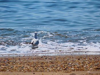 Swan on shore at beach