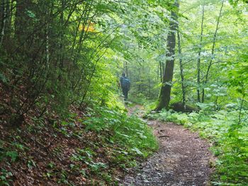 Rear view of person walking on footpath in forest