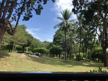 Trees in park against sky