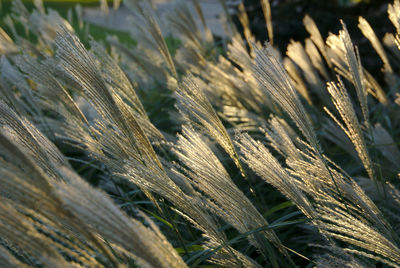 Close-up of wheat growing on field