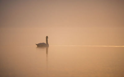 Bird on a lake