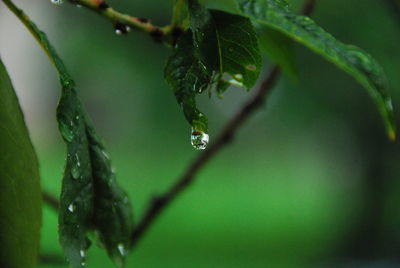 Close-up of water drops on leaf