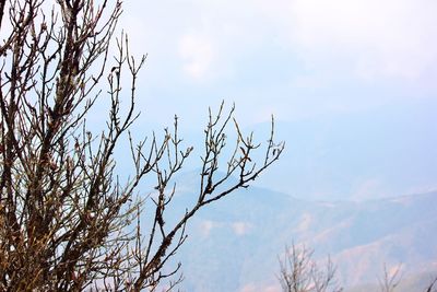 Low angle view of tree against sky