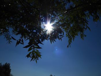 Low angle view of trees against blue sky