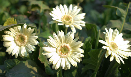 Close-up of white flowering plants