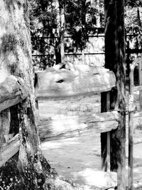 Close-up of tree trunk in winter