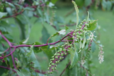 Close-up of plant