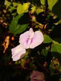 Close-up of purple flowering plant