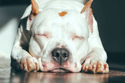 Close-up of dog sleeping