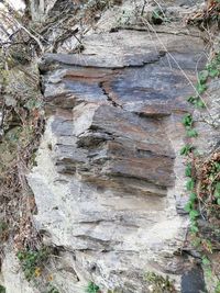 Close-up of rock formation in forest