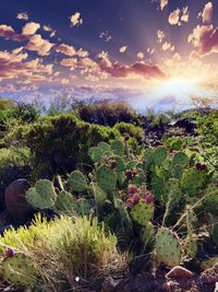 Scenic view of landscape against sky