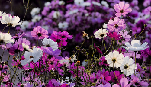 Close-up of white flowering plants