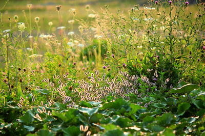 Close-up of plants growing on field