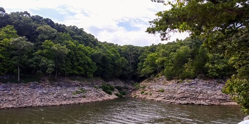 Scenic view of river by trees in forest against sky