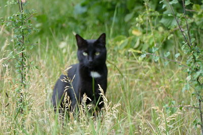 Black cat in a field