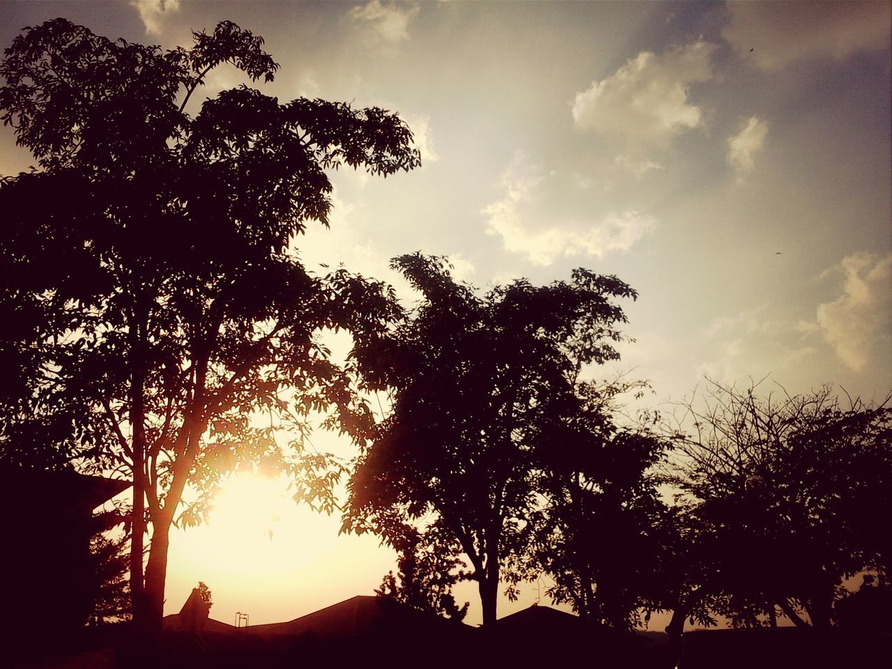 silhouette, tree, sunset, sky, tranquility, tranquil scene, beauty in nature, scenics, nature, cloud - sky, branch, growth, idyllic, sun, cloud, low angle view, sunlight, outline, outdoors, no people