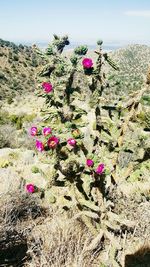 Pink flowering plants on rocks