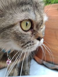 Close-up portrait of a cat looking away