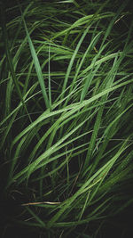 growth