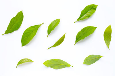 High angle view of leaves against white background