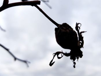 Close-up of insect