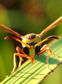 Close-up of insect on flower