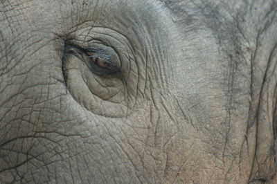 Full frame shot of elephant