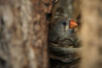 Close-up of bird in nest